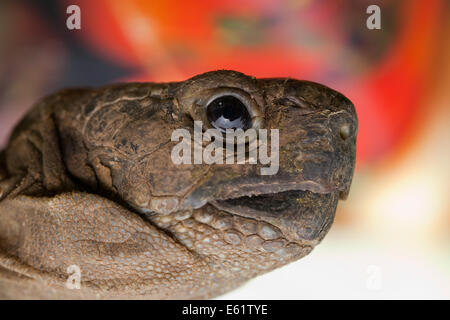 Épi Méditerranéen-thighed Tortoise (Testudo graeca). Close-up of head.Profile. Banque D'Images