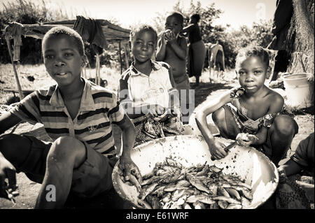 La pêche est une activité économique principale pour les familles vivant dans et autour des zones humides, de la Zambie, Bangweulu y compris pour les enfants. Banque D'Images