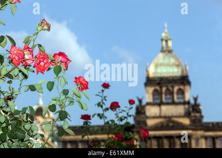 Rose rouge en fleurs la place Venceslas. Bâtiment Du Musée National, Prague, République Tchèque Banque D'Images