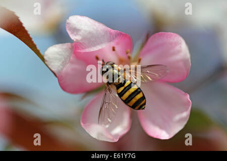 Abeille sur une fleur de pommier Banque D'Images