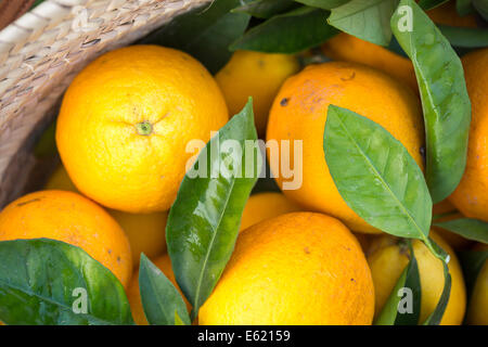 Fraîchement cueilli de verger cultivés majorquin Latte nombril oranges dans un panier tressé Banque D'Images