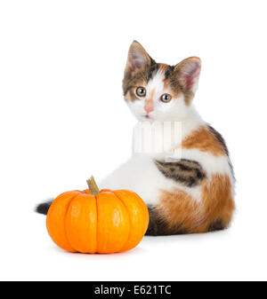 Calico chaton mignon avec une mini-citrouille isolé sur un fond blanc. Banque D'Images