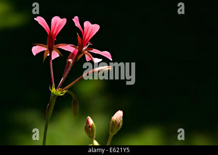 Fleur de géranium Pelargonium spec ( ) Banque D'Images