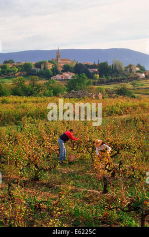 L'homme et de la femme la collecte de raisins de petit vignoble au-dessous du village de Villars en Provence, France Banque D'Images