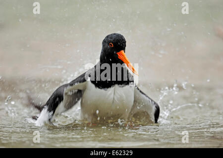 L'Huîtrier pie commun eurasien ou Huîtrier pie (Haematopus ostralegus), baignade Banque D'Images