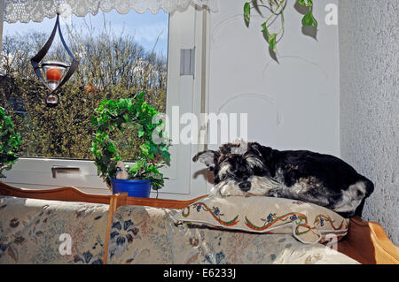 Schnauzer nain, noir-argent (Canis lupus familiaris) se trouvent sur la fenêtre d'angle à siège Banque D'Images