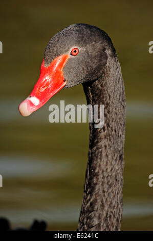 Cygne noir (Cygnus atratus), Nordrhein-Westfalen, Allemagne Banque D'Images