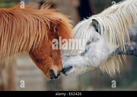 Poney Shetland (Equus ferus caballus), Nordrhein-Westfalen, Allemagne Banque D'Images