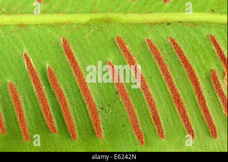 Scolopendre officinale (Phyllitis scolopendrium, Asplenium scolopendrium), les épis sur feuille, Nordrhein-Westfalen, Allemagne Banque D'Images