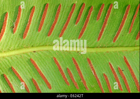 Scolopendre officinale (Phyllitis scolopendrium, Asplenium scolopendrium), les épis sur feuille, Nordrhein-Westfalen, Allemagne Banque D'Images