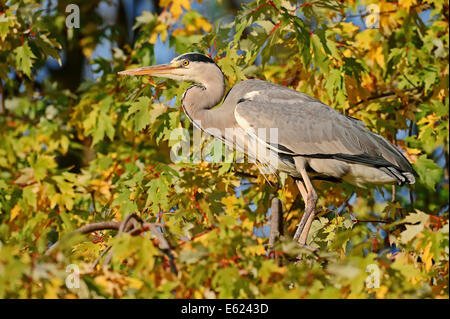 Héron cendré (Ardea cinerea), Nordrhein-Westfalen, Allemagne Banque D'Images