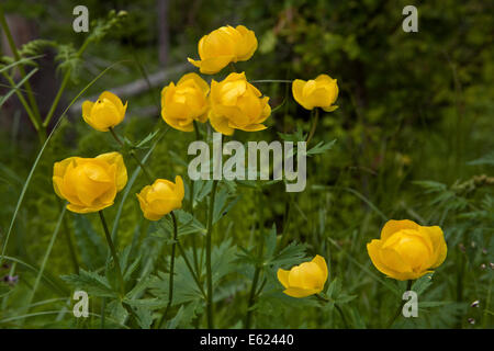 Le Globe-fleur, Trollius europaeus, dans libre Banque D'Images