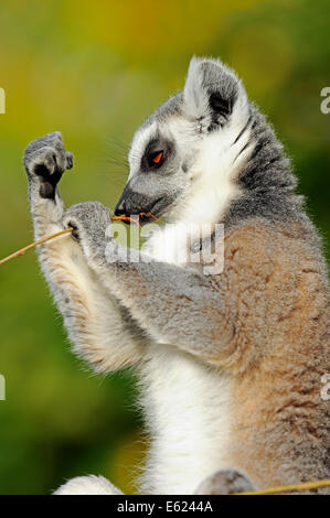 Untitled Document (Lemur catta) Banque D'Images