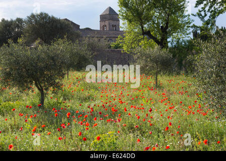 Olive Grove avec coquelicots, Abbaye de Saint-Paul-de-Mausole à l'arrière, plus tard, un hôpital psychiatrique, connu par son patient Vincent Banque D'Images