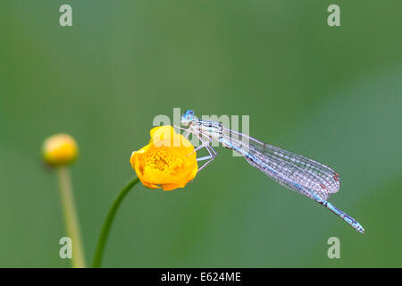 Libellule (Zygoptera) sur fleur de renoncule (Ranunculus), Hesse du Nord, Hesse, Allemagne