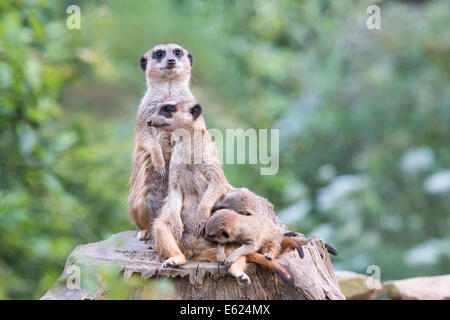 Les suricates (Suricata suricatta), de femmes allaitant jeunes animaux, l'un garde en captivité, Meerkat sur Banque D'Images