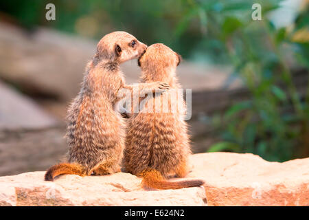 Deux Les suricates (Suricata suricatta), les jeunes, captive Banque D'Images