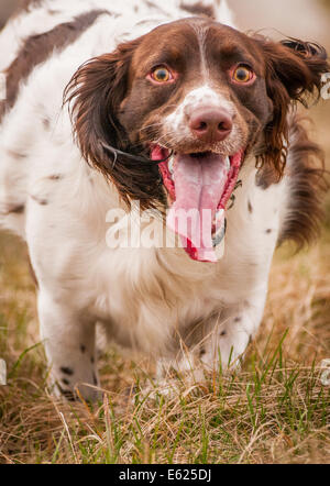 Un jeune anglais Springer Spaniel chien qui court avec langue Banque D'Images