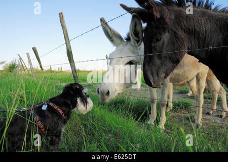 Schnauzer nain, noir-argent (Canis lupus familiaris) et les ânes (Equus asinus asinus) Banque D'Images
