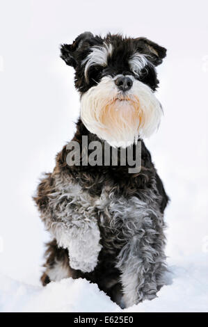 Schnauzer nain, noir-argent (Canis lupus familiaris), sitting in snow, Rhénanie du Nord-Westphalie, Allemagne Banque D'Images