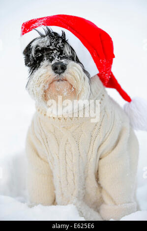 Schnauzer nain noir et argent, avec pull et chapeau de Noël dans la neige, en Rhénanie du Nord-Westphalie, Allemagne Banque D'Images