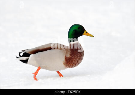 Le Canard colvert (Anas platyrhynchos), homme en hiver, en Rhénanie du Nord-Westphalie, Allemagne Banque D'Images