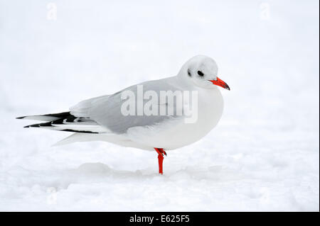 Mouette rieuse (Larus ridibundus) en hiver, en Rhénanie du Nord-Westphalie, Allemagne Banque D'Images