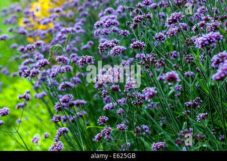 Lit de jardin de la verveine bonariensis Banque D'Images