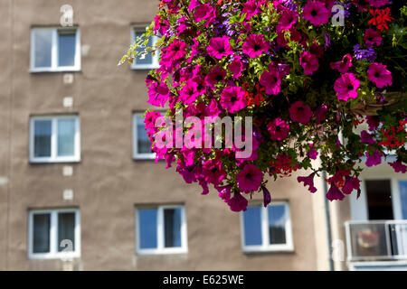 Plantes annuelles publiques en pot suspendu, petunia balcon suspendu Prague République tchèque logements des années 60 Banque D'Images