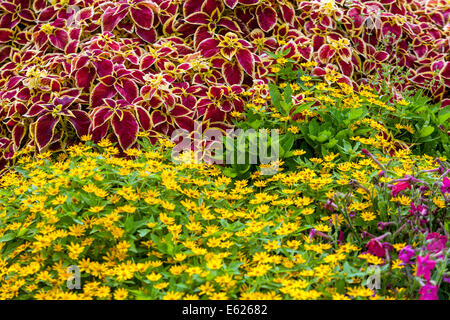 Mélange coloré lit de fleurs annuelles, Coleus 'scarlet Wizard', Melampodium paludosum beurre Daisy, beau jardin fleurs plantes de literie Banque D'Images