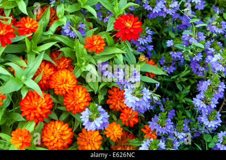 Scaevola aemula, Zinnia Zahara Banque D'Images