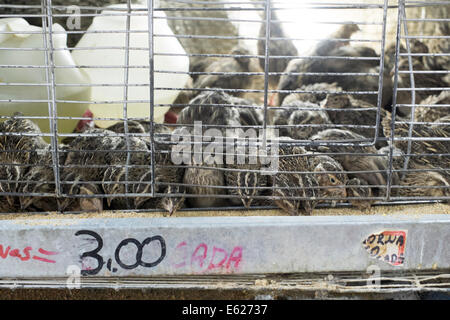 Cailles dans des cages à vendre dans la rue du marché au Brésil. Droits des animaux sont largement ignorés au Brésil, et les animaux sont gardés en str Banque D'Images