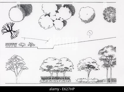 Croquis artistique abstrait d'arbres, de côté et vue de dessus Banque D'Images