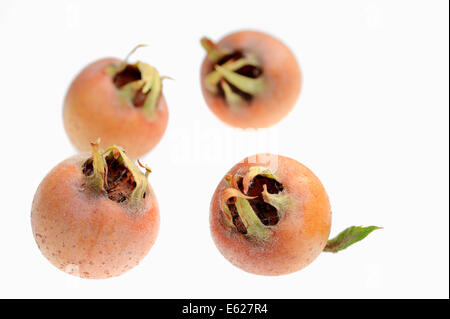 Néflier (Mespilus germanica), fruits Banque D'Images