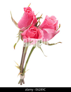 Gros plan de la tête rose rose isolated on white Banque D'Images