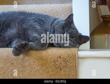 Devon, Angleterre. Août 2014. Un mâle adulte British Blue Cat salons dès le bas de l'escalier. Banque D'Images