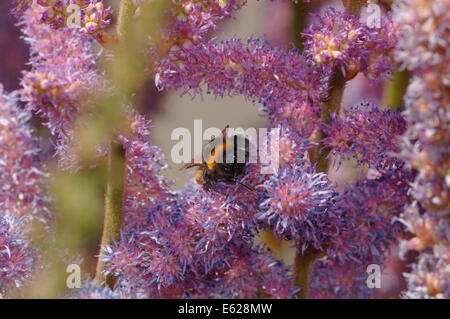 Buff-tailed bourdon (Bombus terrestris) () sur fleurs astilbe Banque D'Images