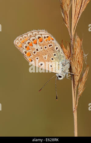 Blue (Polyommatus icarus commun), femme, Rhénanie du Nord-Westphalie, Allemagne Banque D'Images