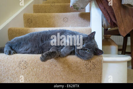 Devon, Angleterre. Août 2014. Un mâle adulte British Blue Cat salons dès le bas de l'escalier. Banque D'Images