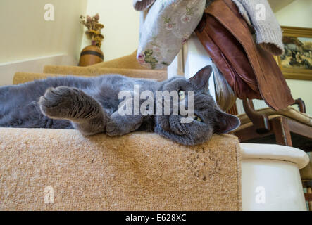 Devon, Angleterre. Août 2014. Un mâle adulte British Blue Cat salons dès le bas de l'escalier. Banque D'Images