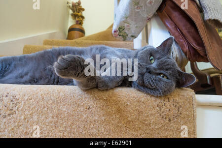 Devon, Angleterre. Août 2014. Un mâle adulte British Blue Cat salons dès le bas de l'escalier. Banque D'Images