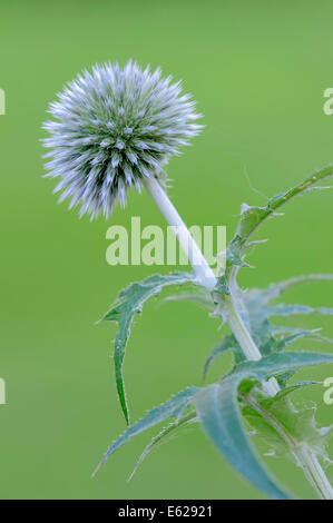 Petit Globe Thistle ou le sud du Globe Thistle (Echinops ritro) Banque D'Images