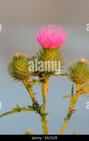 Spear Thistle ou Cirse des champs (Cirsium vulgare), Nordrhein-Westfalen, Allemagne Banque D'Images