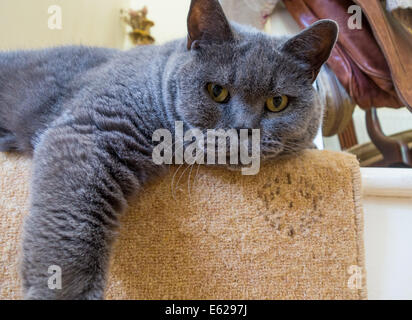 Devon, Angleterre. Août 2014. Un mâle adulte British Blue Cat salons dès le bas de l'escalier. Banque D'Images