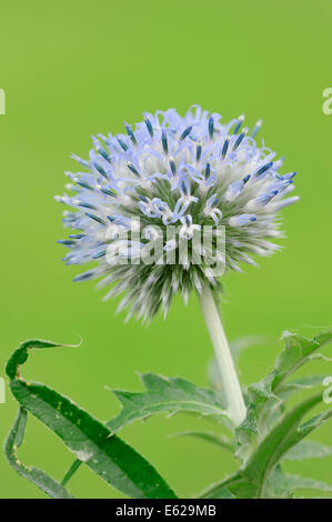 Petit Globe Thistle ou le sud du Globe Thistle (Echinops ritro) Banque D'Images