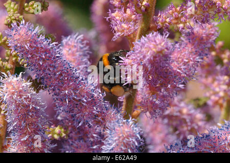 Buff-tailed bourdon (Bombus terrestris) () sur fleurs astilbe Banque D'Images