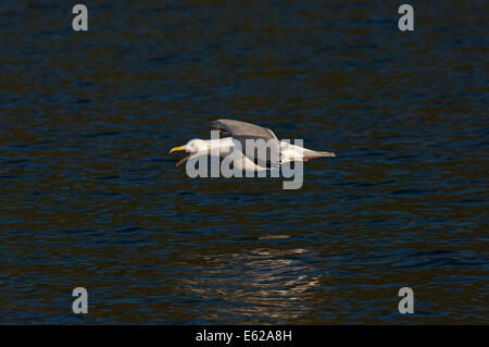 Goéland argenté Larus argentatus appelant Norfolk Banque D'Images