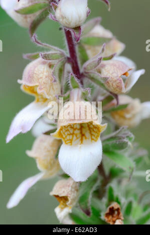 La digitale laineuse, Grecian Foxglove laineux ou digitale (Digitalis lanata), Nordrhein-Westfalen, Allemagne Banque D'Images