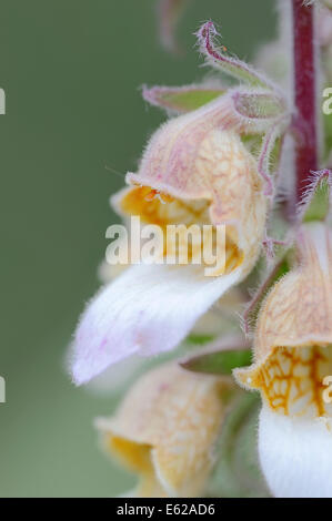 La digitale laineuse, Grecian Foxglove laineux ou digitale (Digitalis lanata), Nordrhein-Westfalen, Allemagne Banque D'Images