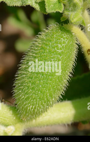 Squirting Cucumber ou d'explosion du concombre (Ecballium elaterium), Allemagne, Europa Banque D'Images